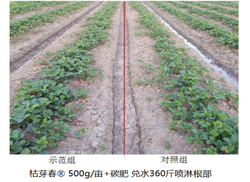 1531214504634437Flwg.png 圖片11.png